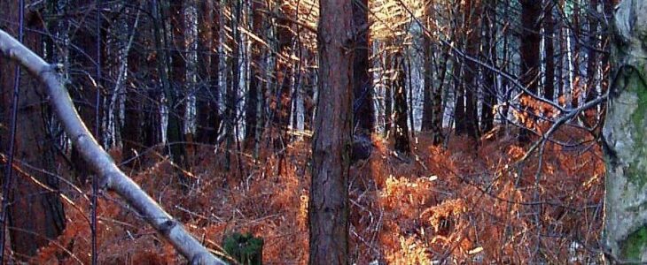 The Light and a Quaker Eye